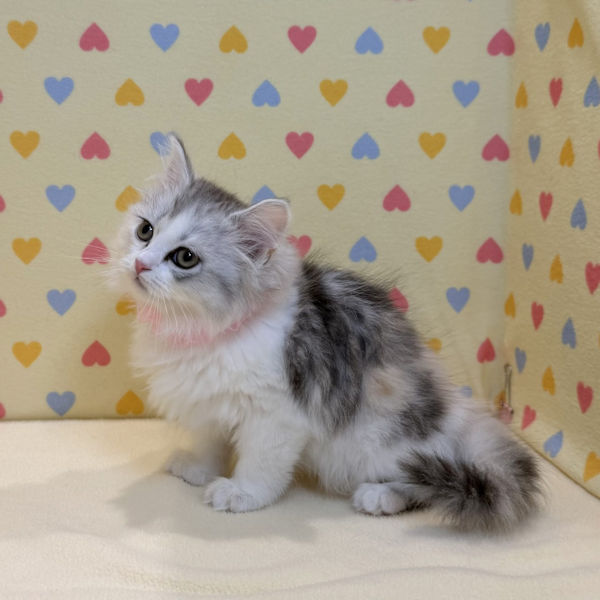 スコティッシュ・フォールド - 画像 (5)