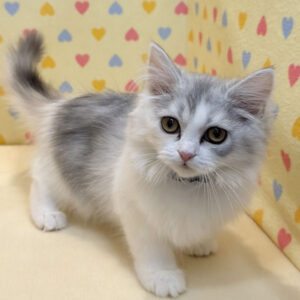 Alternative view of スコティッシュ・フォールド