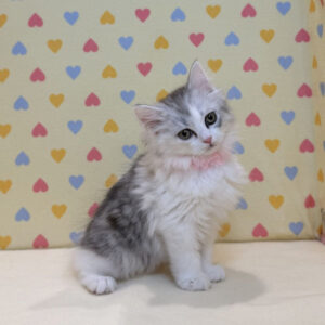 Alternative view of スコティッシュ・フォールド