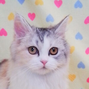 スコティッシュ・フォールド