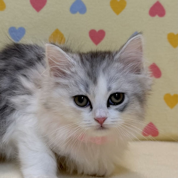 スコティッシュ・フォールド