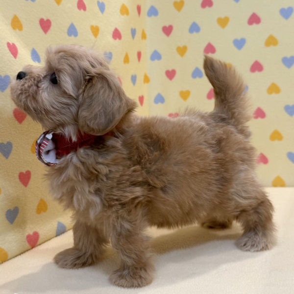 ミックス犬 - 画像 (4)