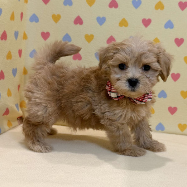 ミックス犬 - 画像 (5)