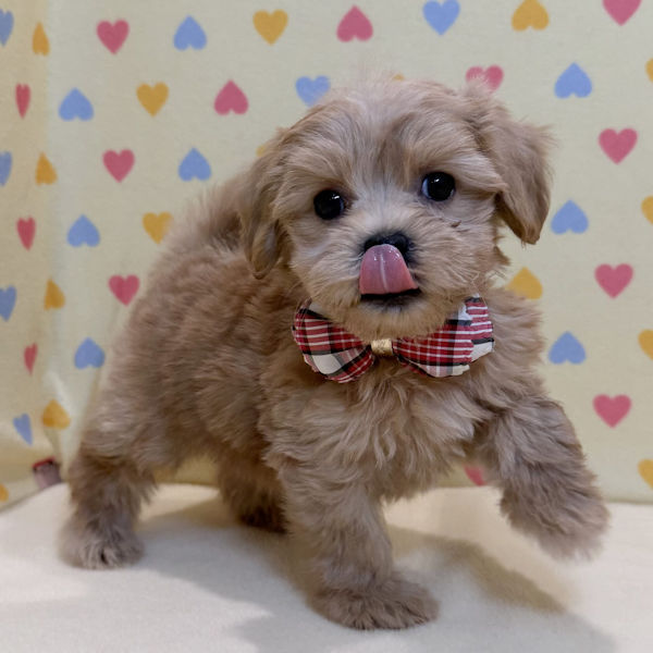 ミックス犬 - 画像 (3)