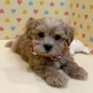 Alternative view of ミックス犬