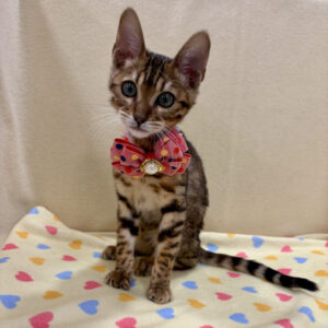 Alternative view of ベンガル