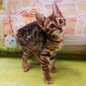 Alternative view of ベンガル