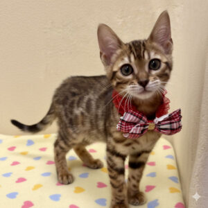 Alternative view of ベンガル