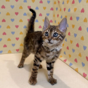 Alternative view of ベンガル