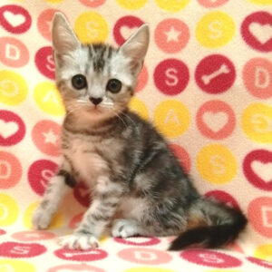 Alternative view of アメリカン・ショートヘアー