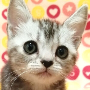 アメリカン・ショートヘアー