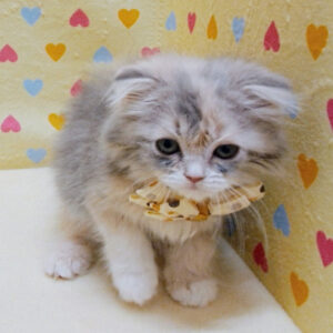 Alternative view of スコティッシュ・フォールド