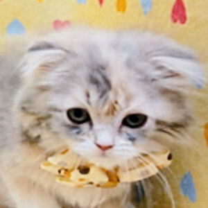 スコティッシュ・フォールド