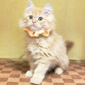 Alternative view of ラガマフィン