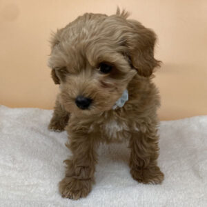 Alternative view of ミックス犬