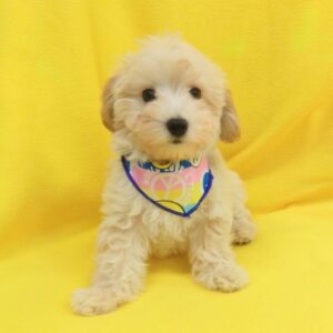 Alternative view of ミックス犬