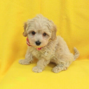 Alternative view of ミックス犬