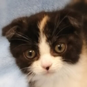 スコティッシュ・フォールド