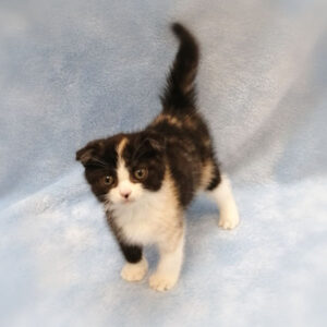 Alternative view of スコティッシュ・フォールド