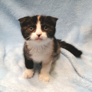 Alternative view of スコティッシュ・フォールド