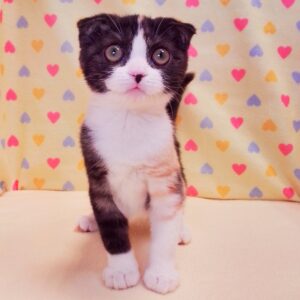 Alternative view of スコティッシュ・フォールド