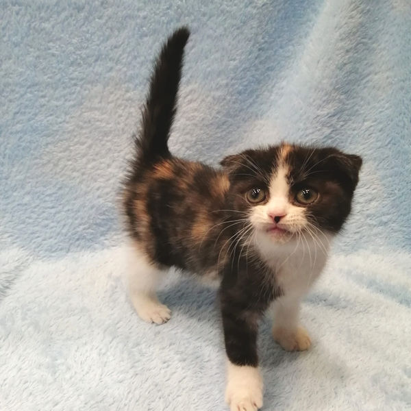 スコティッシュ・フォールド - 画像 (2)