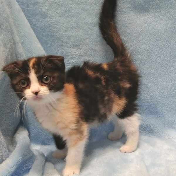 スコティッシュ・フォールド - 画像 (3)