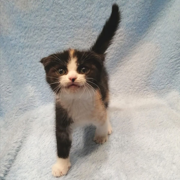 スコティッシュ・フォールド - 画像 (3)