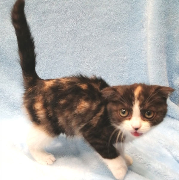 スコティッシュ・フォールド - 画像 (4)