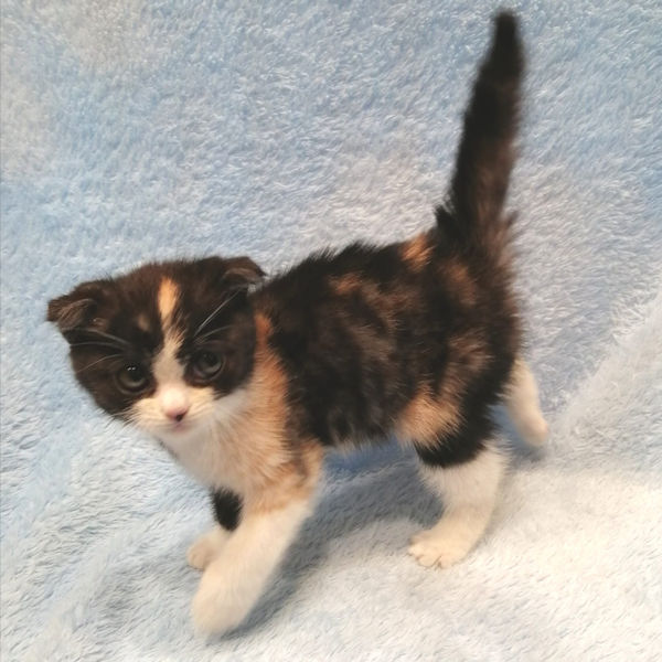 スコティッシュ・フォールド - 画像 (4)