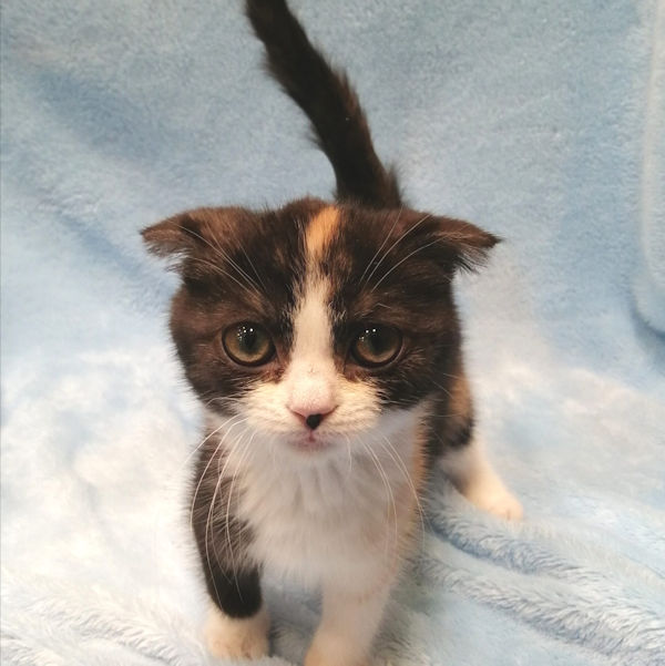 スコティッシュ・フォールド - 画像 (5)