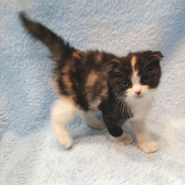 スコティッシュ・フォールド - 画像 (5)