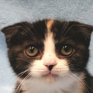 スコティッシュ・フォールド