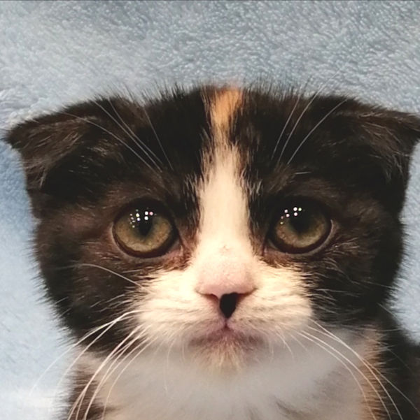 スコティッシュ・フォールド