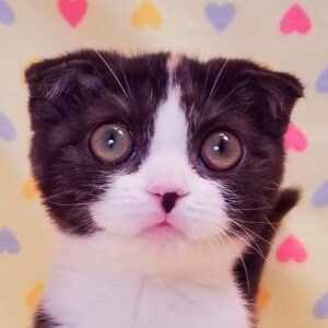 スコティッシュ・フォールド