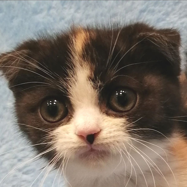 スコティッシュ・フォールド