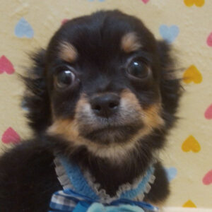 チワワ (ロングコート)