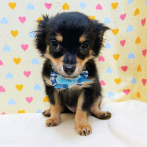 Alternative view of チワワ (ロングコート)