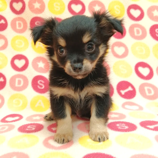 チワワ (ロングコート) - 画像 (2)