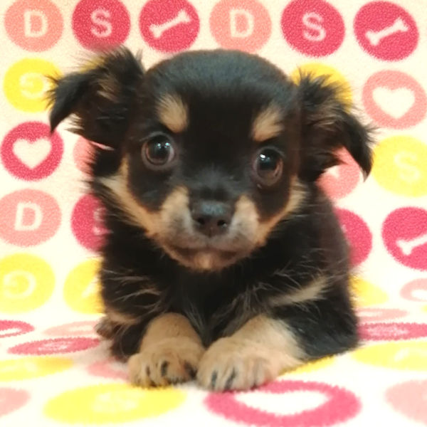 チワワ (ロングコート) - 画像 (3)