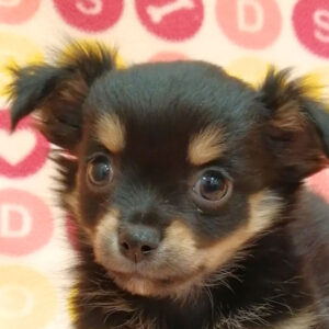 チワワ (ロングコート)