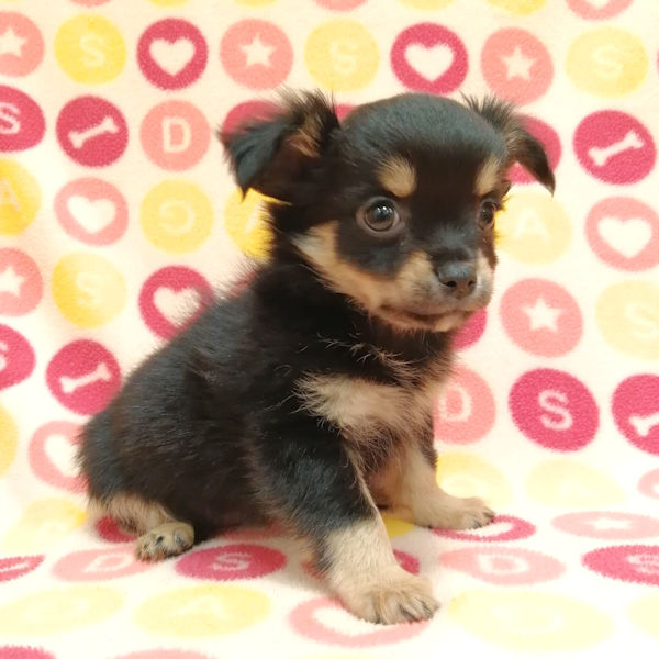 チワワ (ロングコート) - 画像 (4)