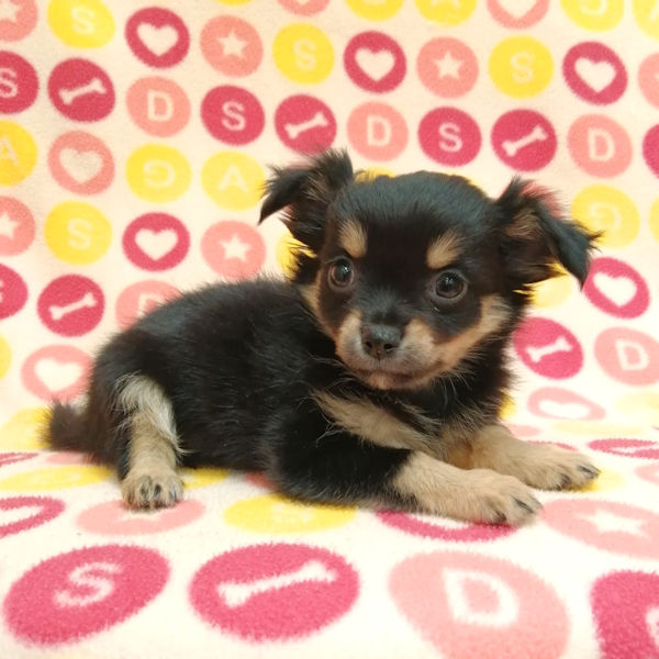 チワワ (ロングコート) - 画像 (5)