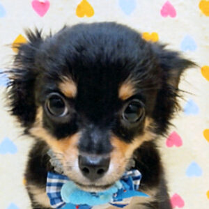 チワワ (ロングコート)