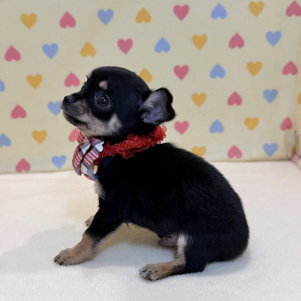 チワワ (スムースコート) - 画像 (3)