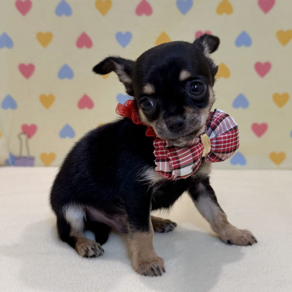 チワワ (スムースコート) - 画像 (4)