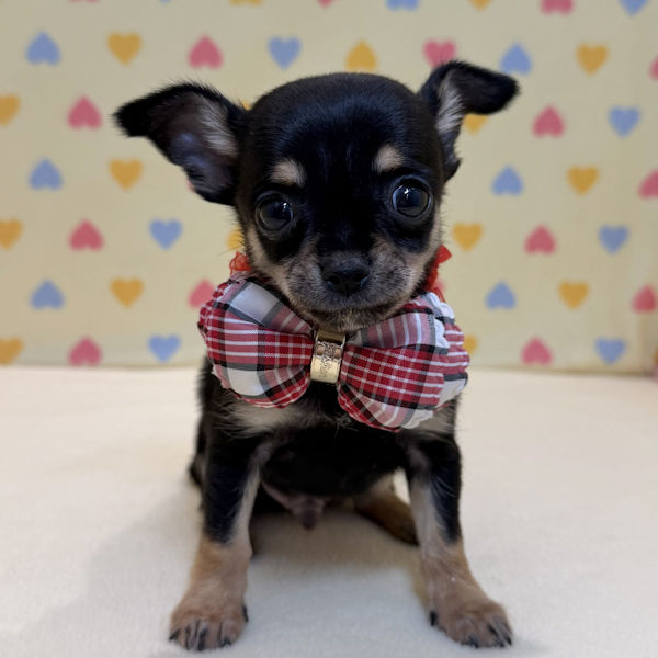 チワワ (スムースコート) - 画像 (2)