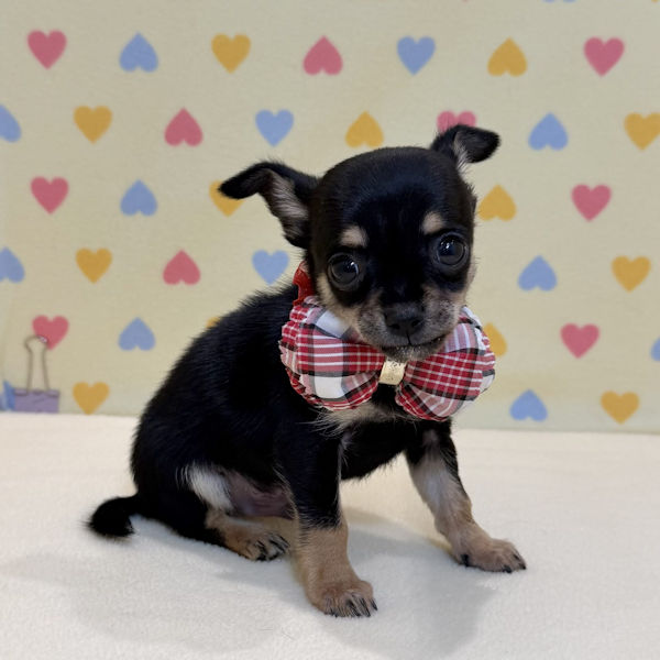 チワワ (スムースコート) - 画像 (5)