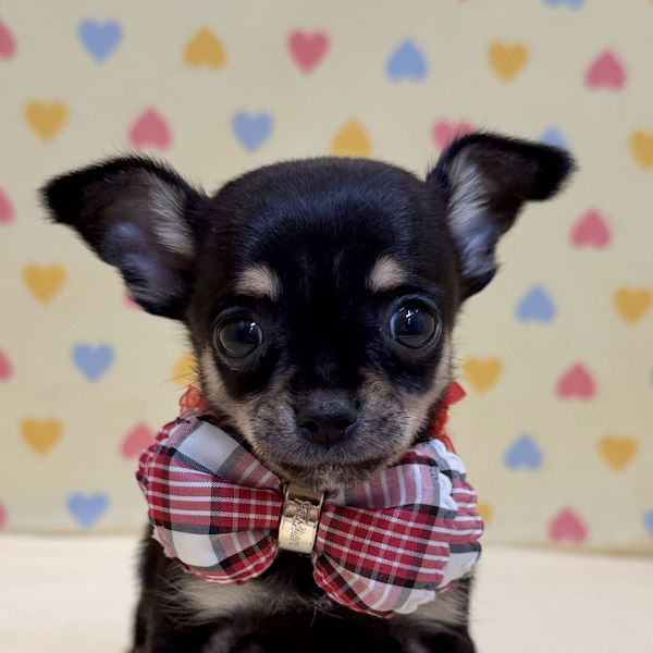 チワワ (スムースコート)