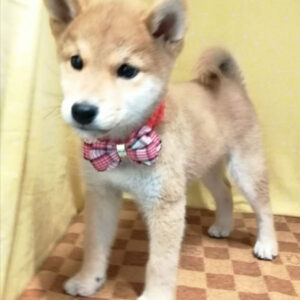 Alternative view of 柴